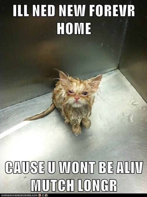 Мокрая кошка