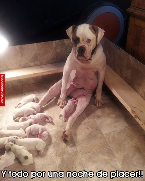 Смешные щеночки