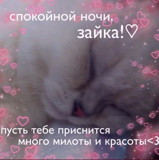 Котик спокойной ночи