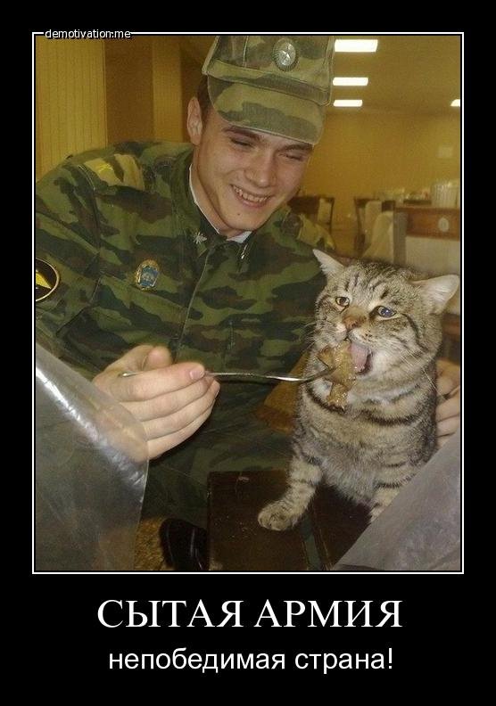 Котик в армии