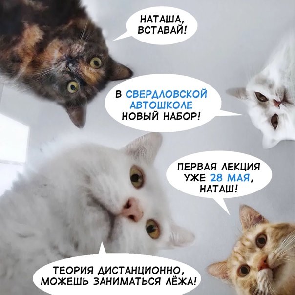 Коты вставай наташа