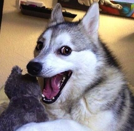 Хаски Упоротая