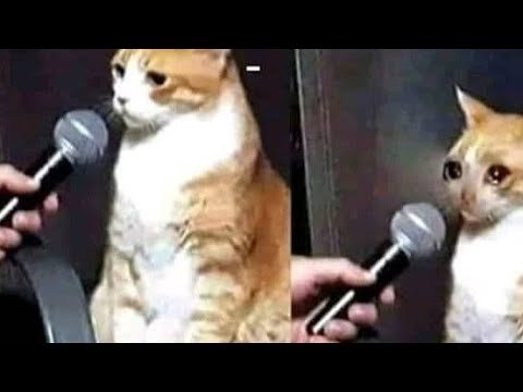 Кот интервью Мем