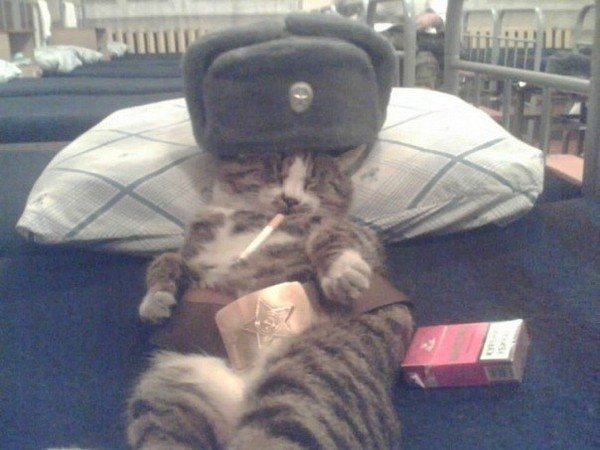 Котик в военной форме