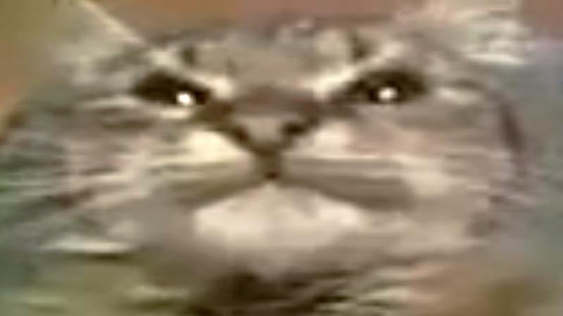 Кот и маму МАУ