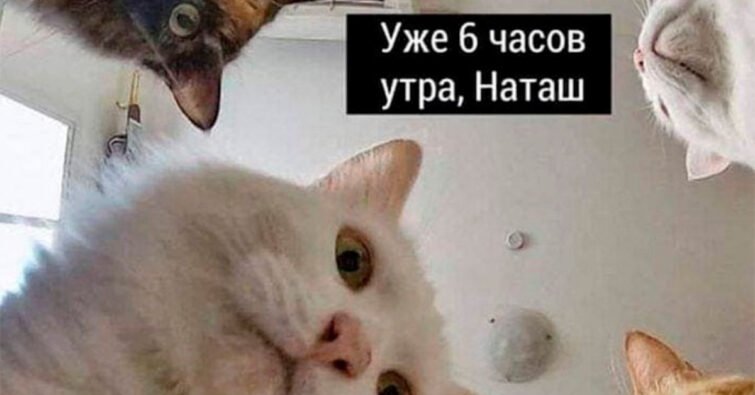 Кот Мем