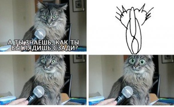 Кот с микрофоном