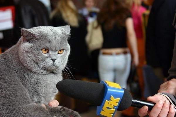 Кот с микрофоном