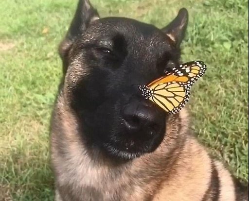 Бабочки на носу у животных