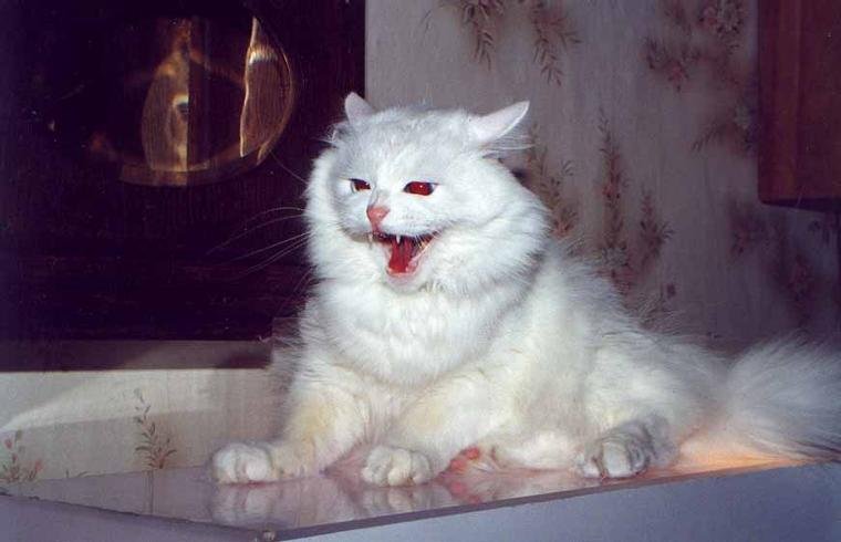 Злой белый котенок
