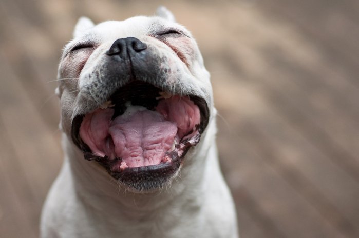 Французский бульдог пасть