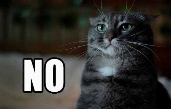 Кот нет
