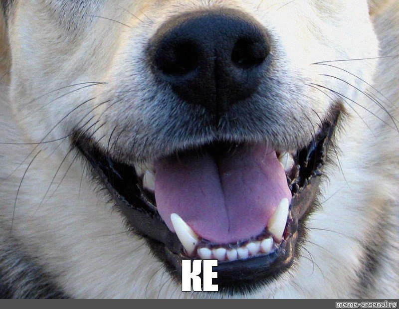 При открытая пасть собаки