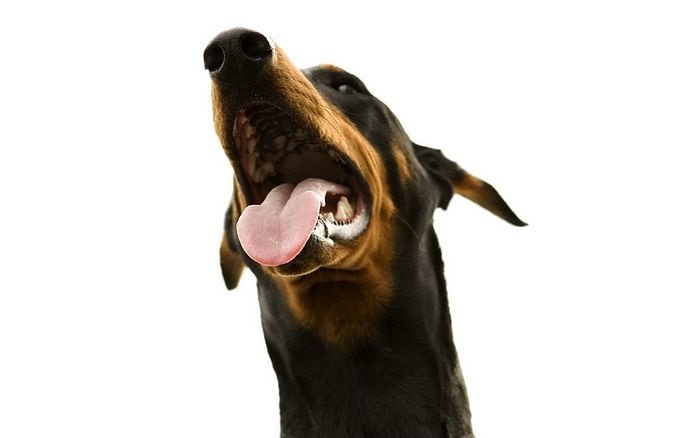 Собака с открытой пастью