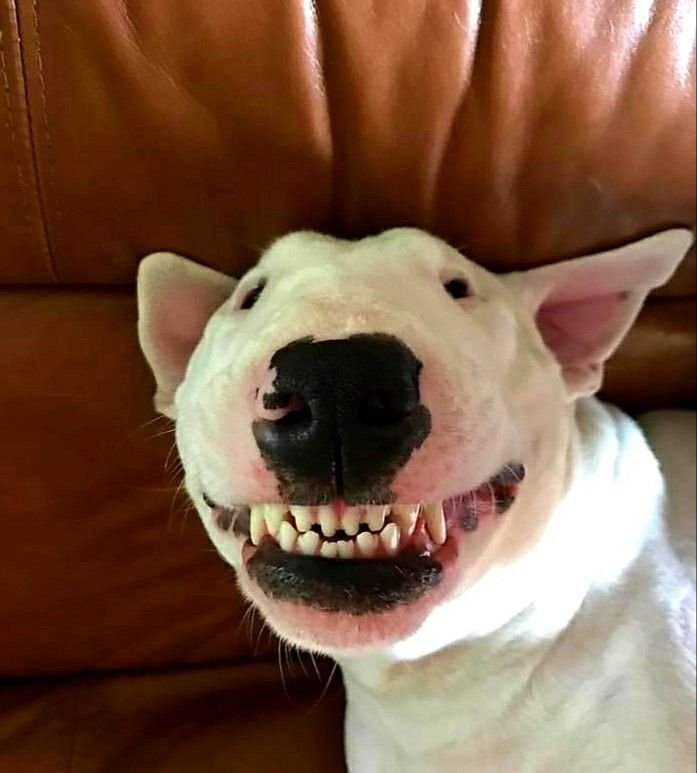 Стаффордширский терьер зубы