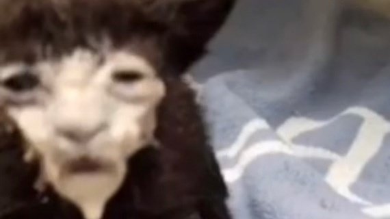 Кот с испачканной мордой