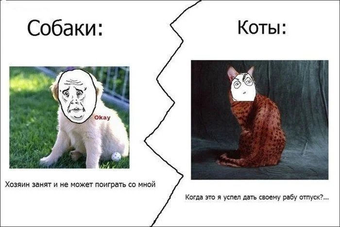 Смешные мемы с котами
