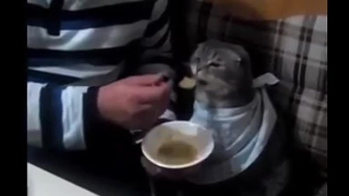 Кот ест с ложки Мем