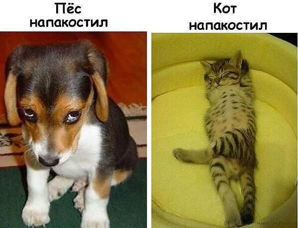 Коты и собаки мемы с надписями