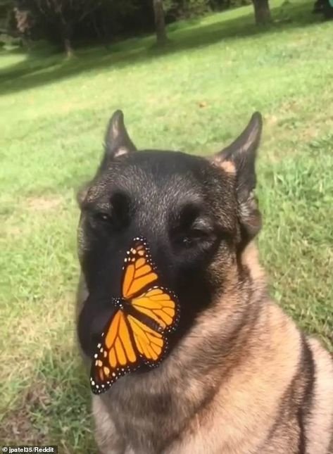 Собака с бабочкой на носу