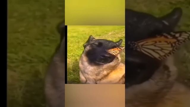 Собака стбабочкой