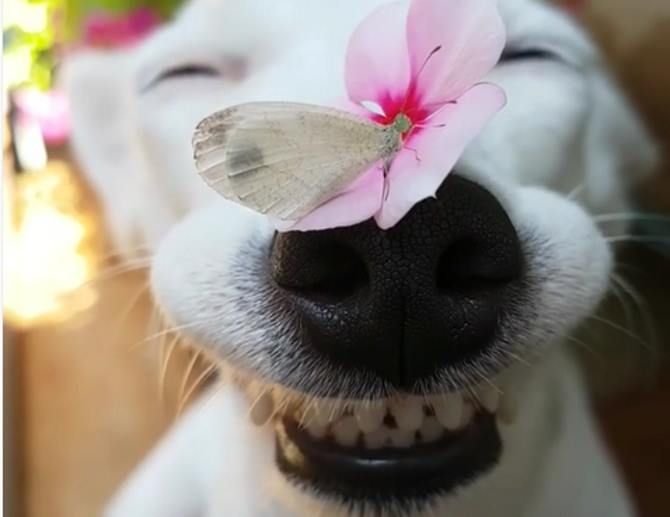 Собака улыбается