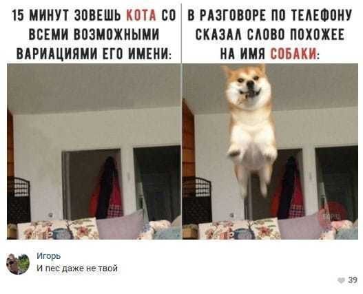 Мемы с собаками