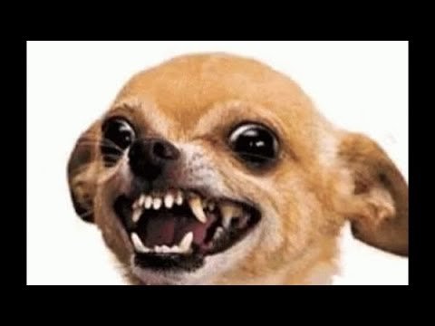 Злая собака чихуахуа