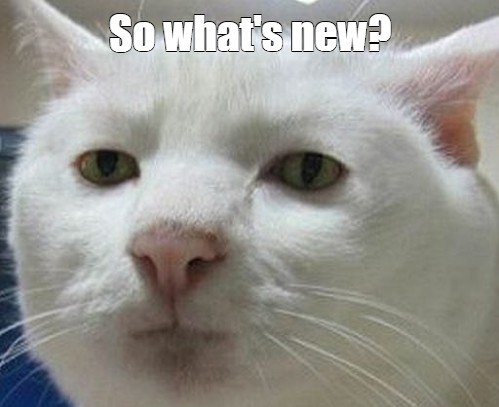 Плачущий кот из мема