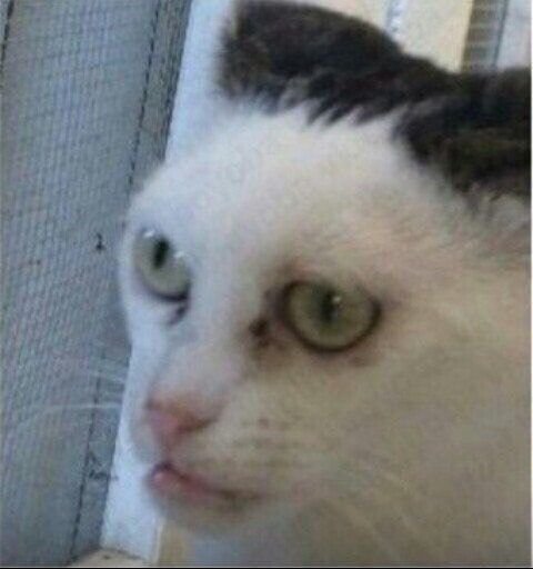 Кот Мем
