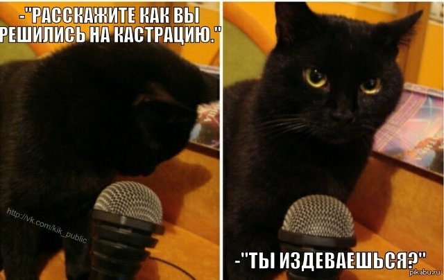 Кот с микрофоном оригинал