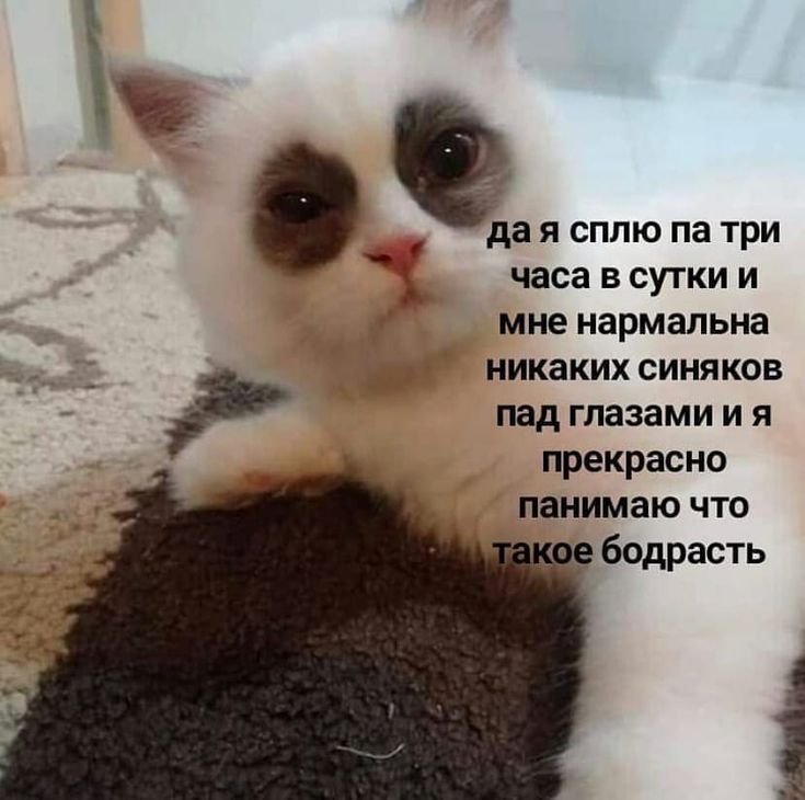 Котик с синяками под глазами