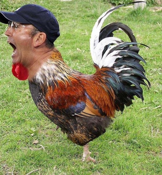 Петух УГАРНЫЙ