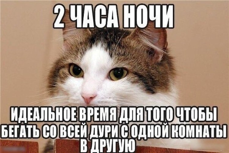 Смешные мемы про котов