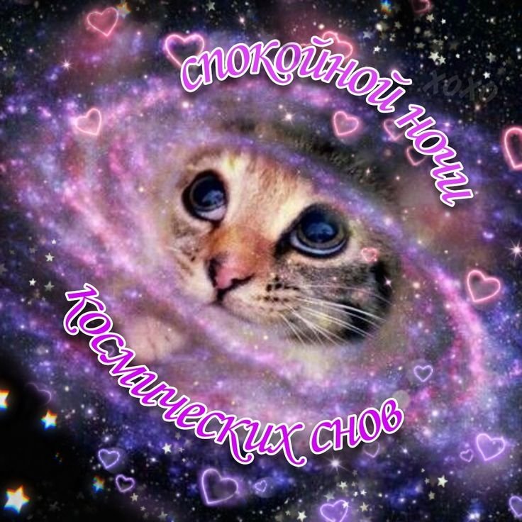 Котенок в космосе