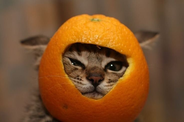 Котик с мандаринами