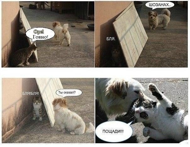 Прикольные мемы с собаками