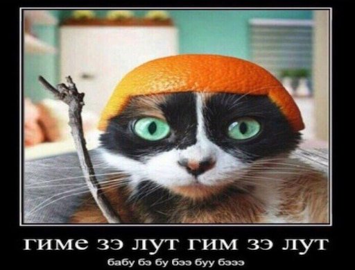 Кот апельсин