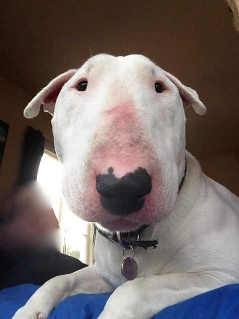 Собака с большим носом