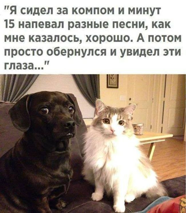 Мемы животные с надписями