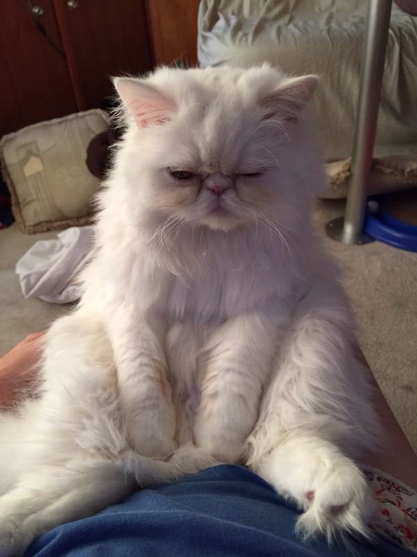 Мемы с котиками