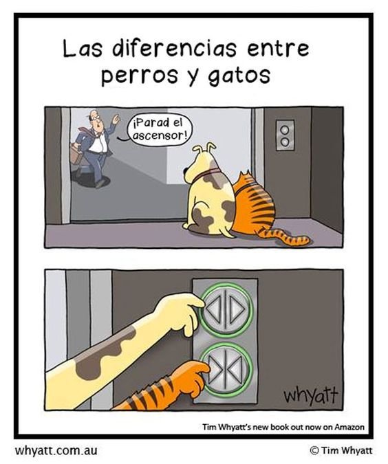 Мемы про собак и кошек