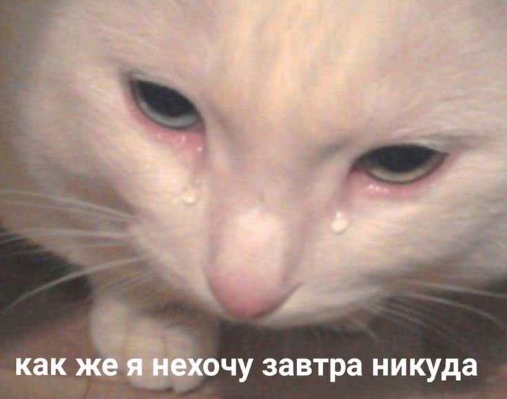 Котик плачет