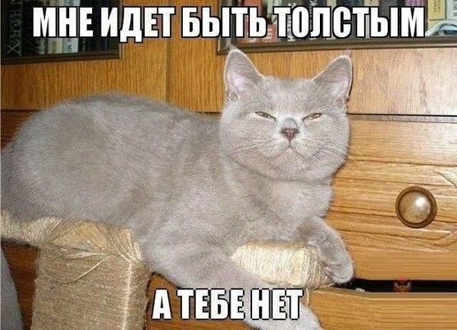 Жирный кот с надписью