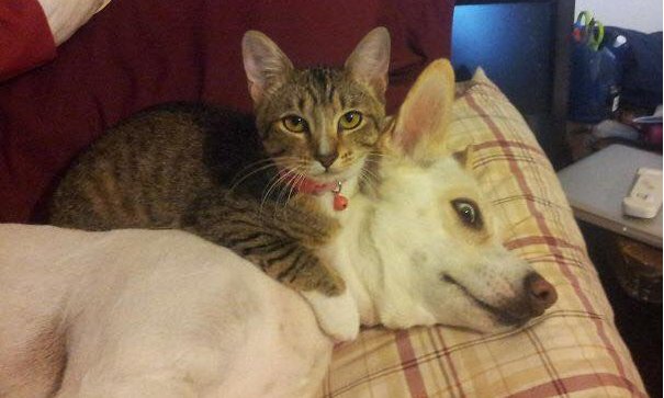 Кошка с ножом