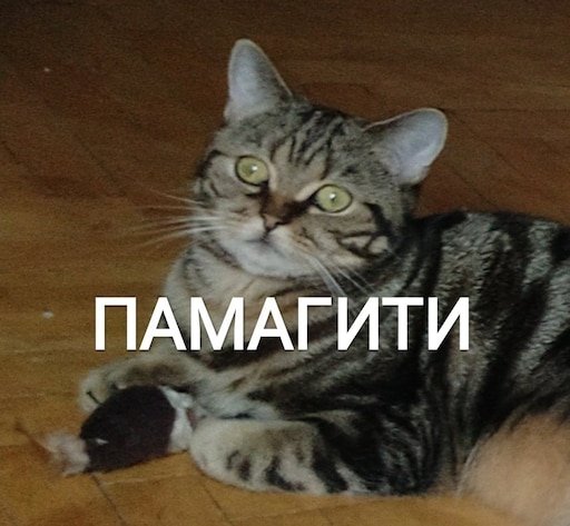 Помогите кот