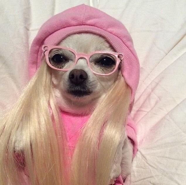 Чихуахуа Мем