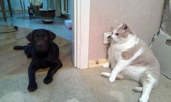 Смешные картинки до слёз про животных