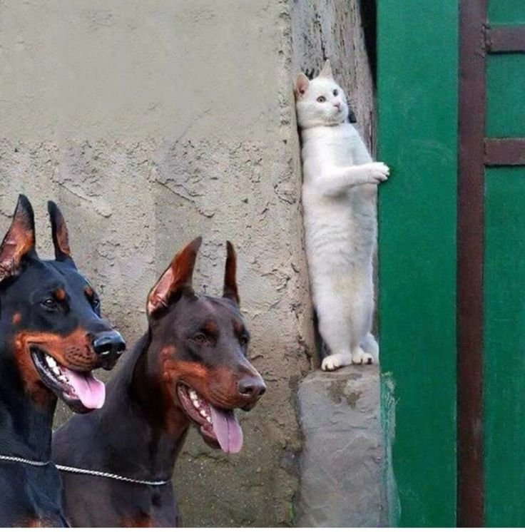 Кот и два добермана