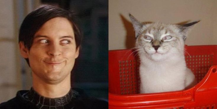 Смешные лица котов